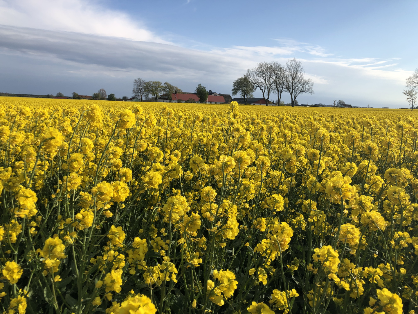 $apiData['content']['article']['title']