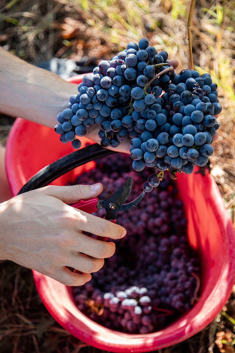 Tuscany vs Piedmont – A Friendly Wine Match