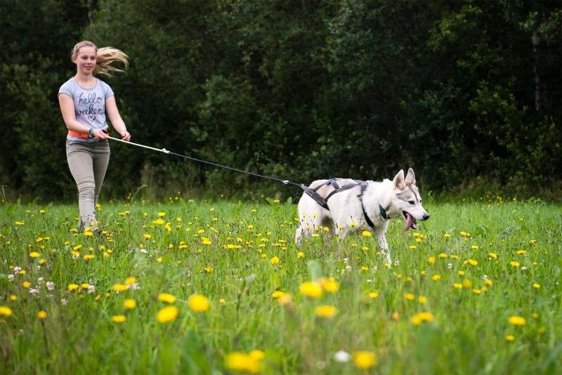 Husky walk 13:00