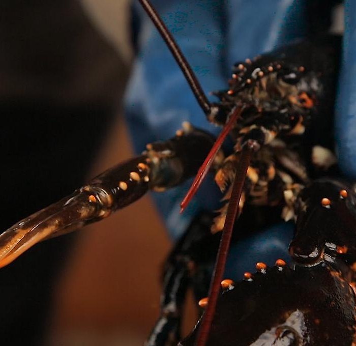 voucher-HummerSafari - fiske