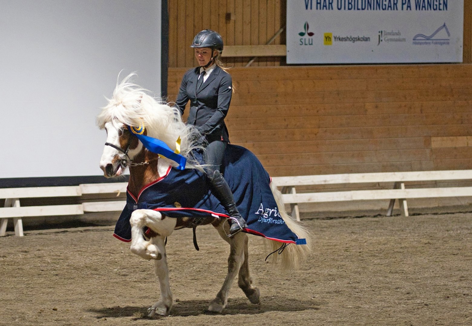 Image of Islandshästdagarna 2025 - Söndag 26 okt