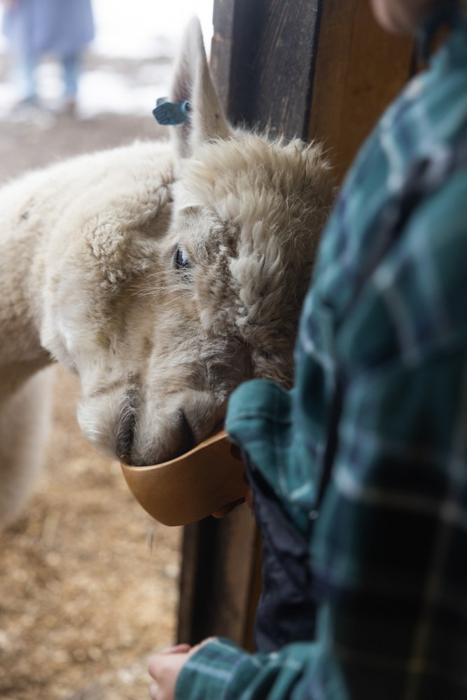 Image of Meet the Alpacas