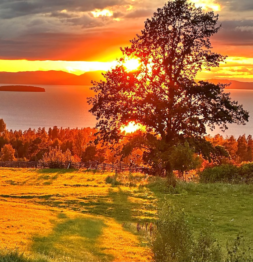 Mys på Tällbergsgården