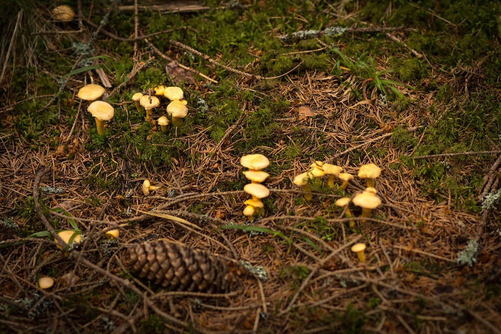 Ytterligare bild 7/19 av Tillsammans - Familjen på höstäventyr! 