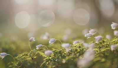 Boka Förtrollande Vår