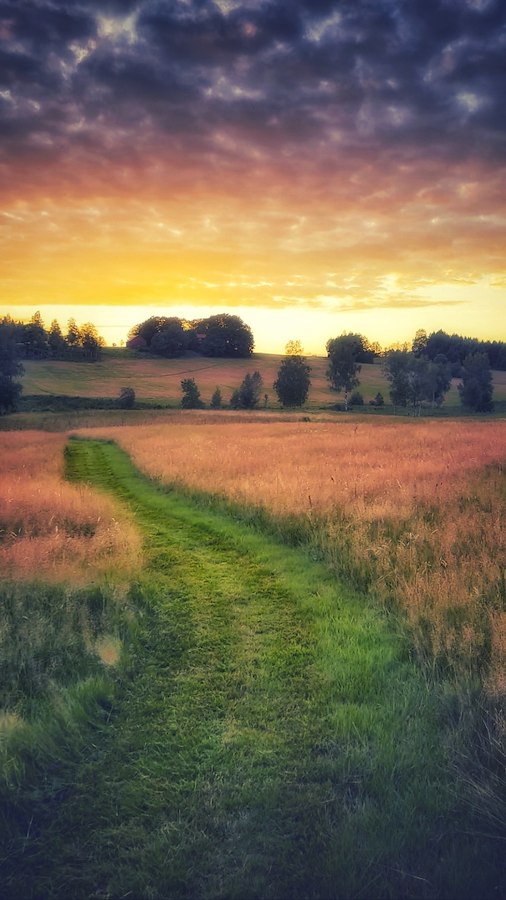 Camping The Field 