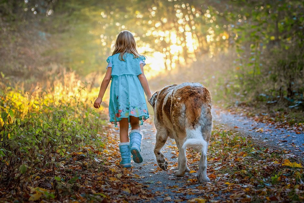 Image of Hund på rummet