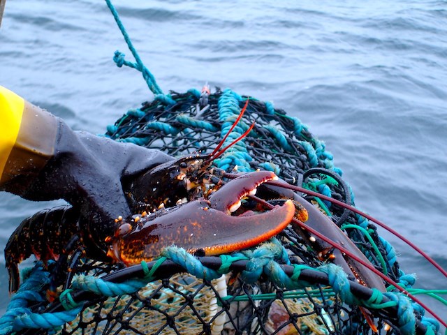 Lobster fishing package in Fjällbacka