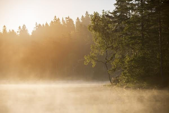 Staying at Villa Sjötorp with your dog 2024