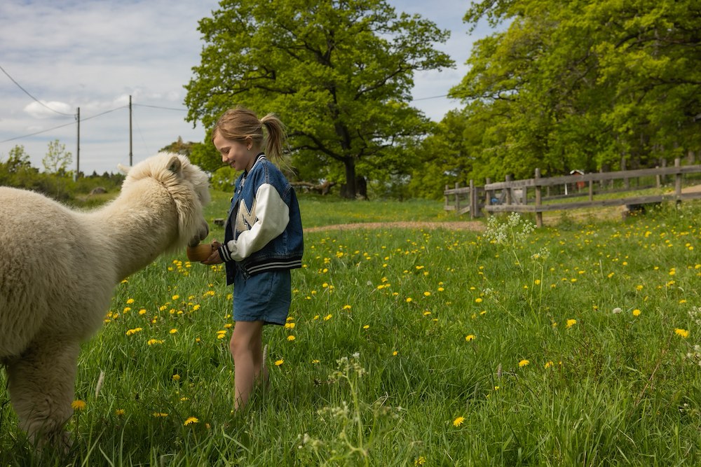 Image of Meet the Alpacas