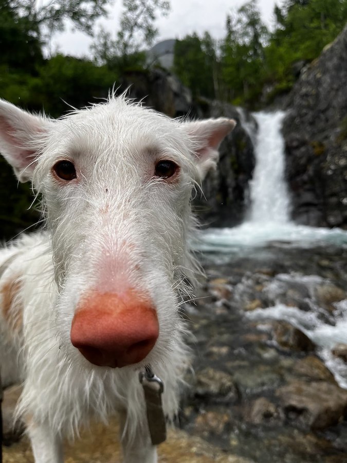 Dog