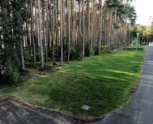 Fredelige gressplasser ved skogen image