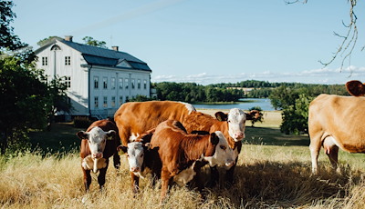 Boka Everyday luxury - monday - thursday