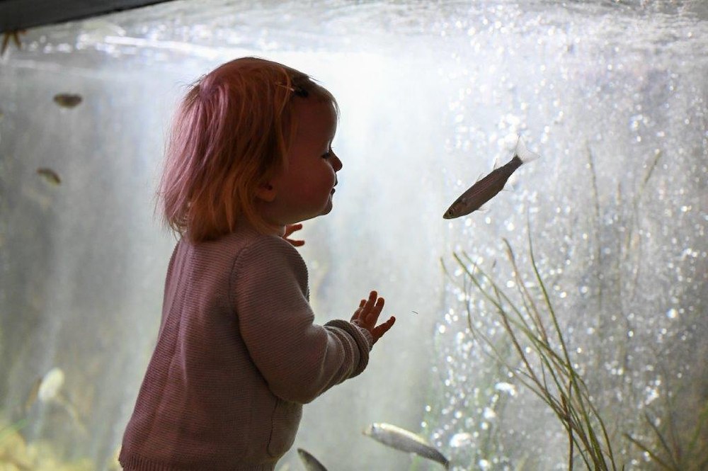 Balla Bohuslän