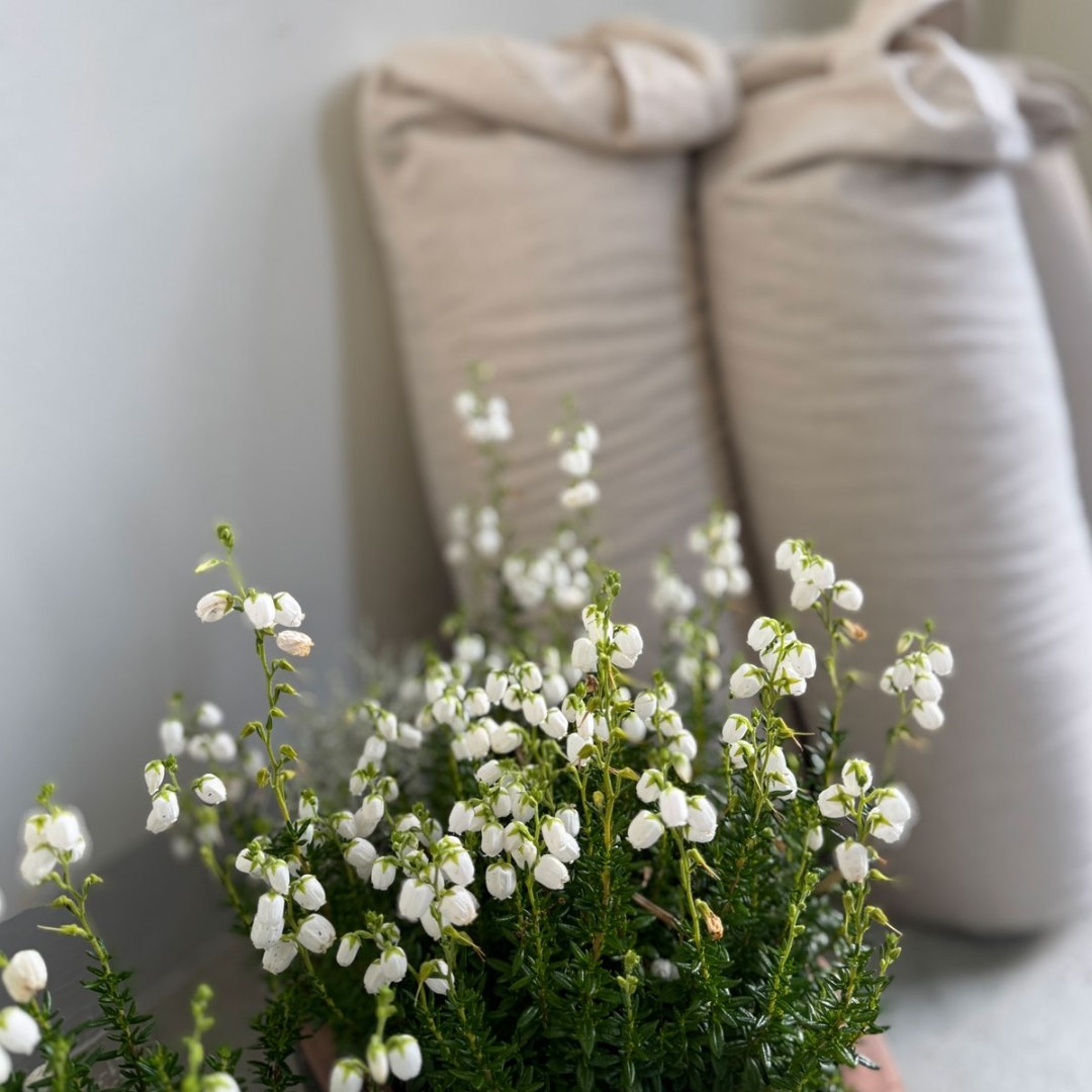 Sommarkväll med yoga & SPA