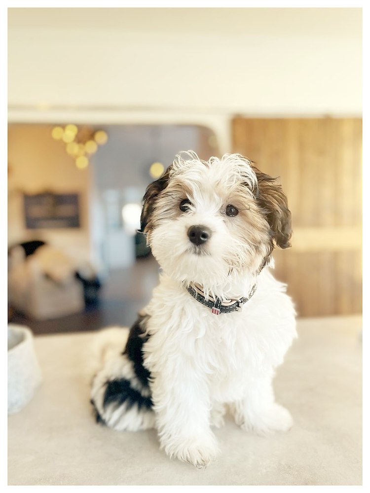 Image of Hund på rummet