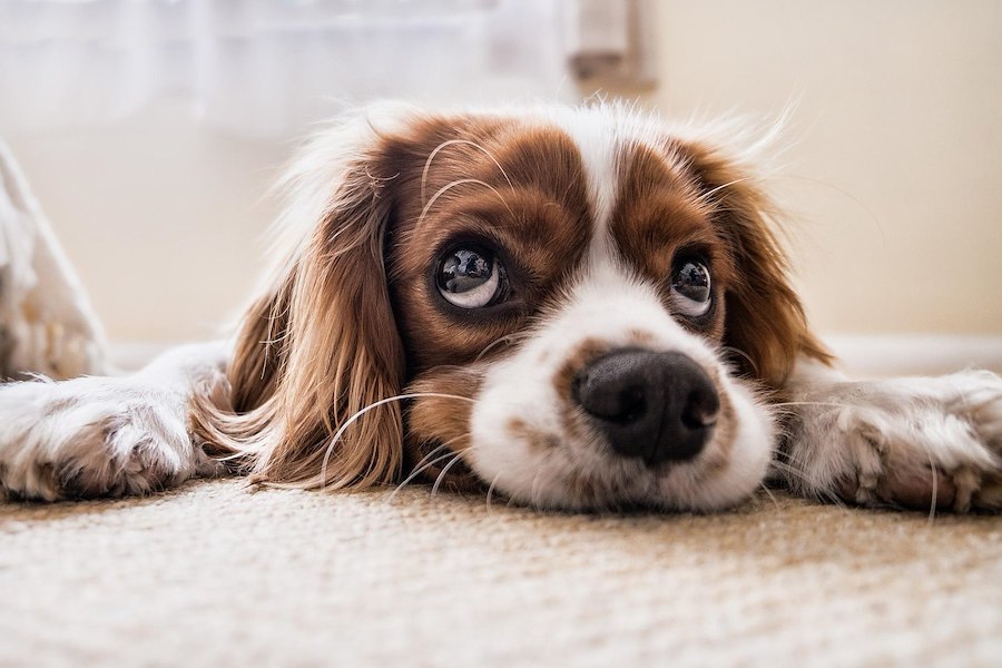COTTAGE APARTMENT – DOGS ALLOWED