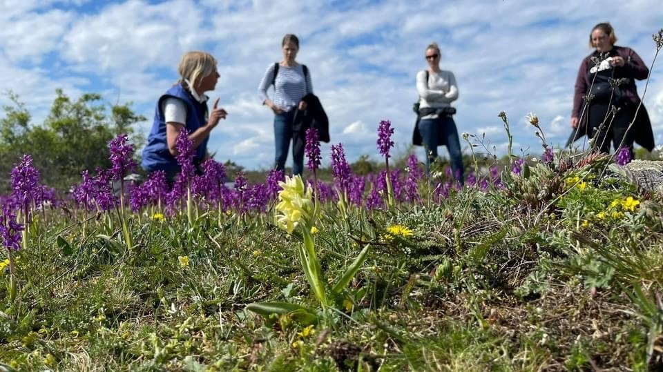 Orkidévandring med guide